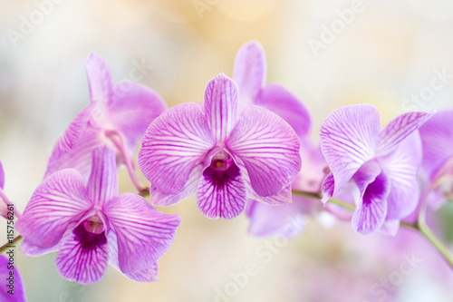 Purple orchid flowers in garden