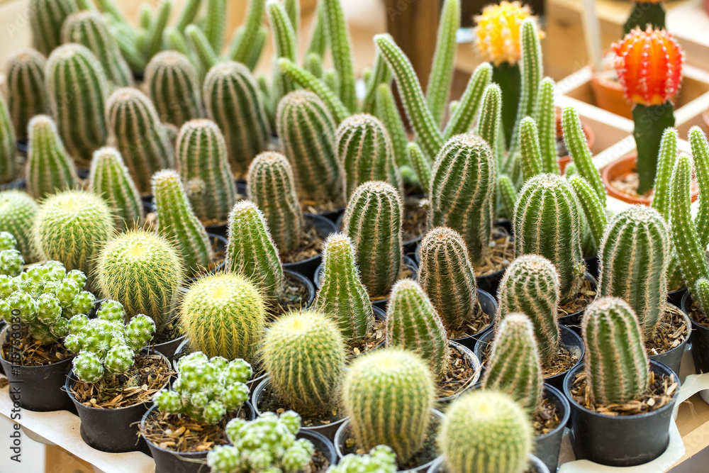 Cactus assortment with different prickly plants in pots Cactus assortment with different prickly plants in pots