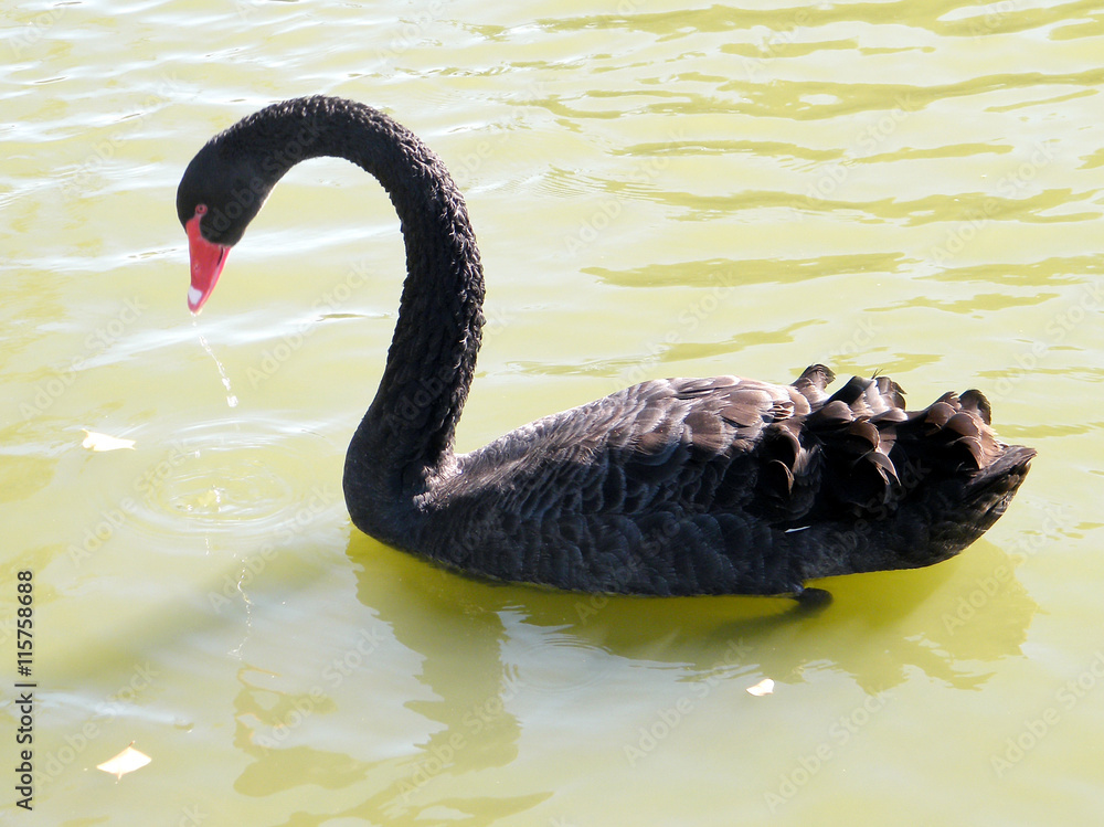 Obraz premium Ramat Gan Park the black svan on a pond 2010