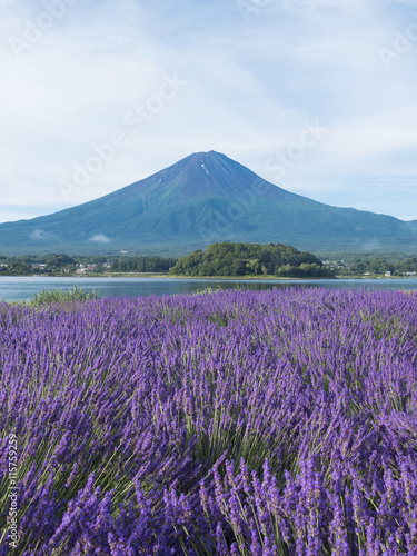 夏の富士山 ラベンダー 夏 河口湖 湖畔