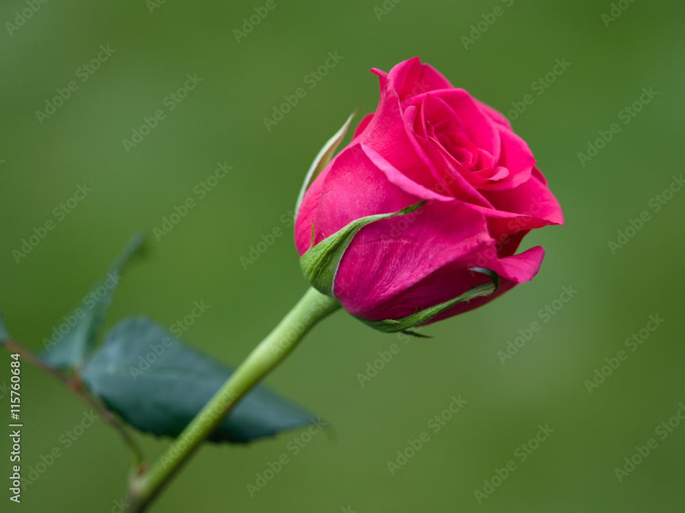 Close-up view of a Pink Hybrid T Rose