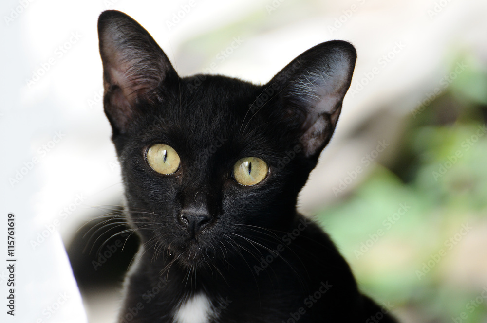 Portrait black cat outdoor.