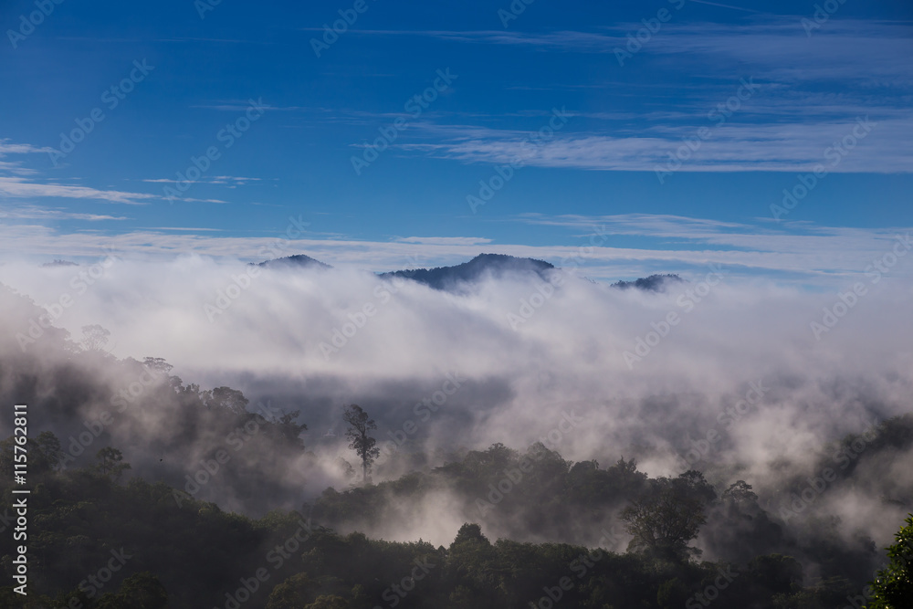 Hala-bala narathiwas the morning light landscape view (Rainfores