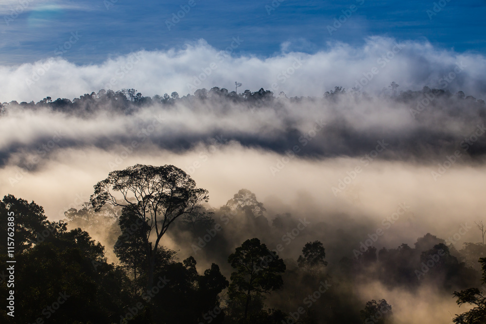 Fototapeta premium Hala-bala narathiwas the morning light landscape view (Rainfores