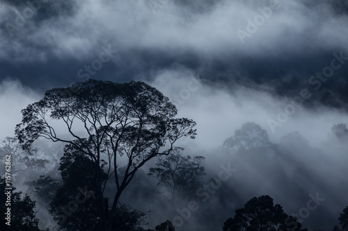 Hala-bala narathiwas the morning light landscape view (Rainfores photo