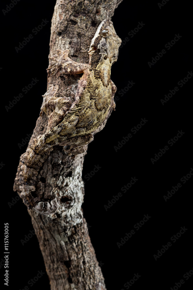 Obraz premium Burmese flying gecko(Ptychozoon lionotum),Hala - Bala rainforest
