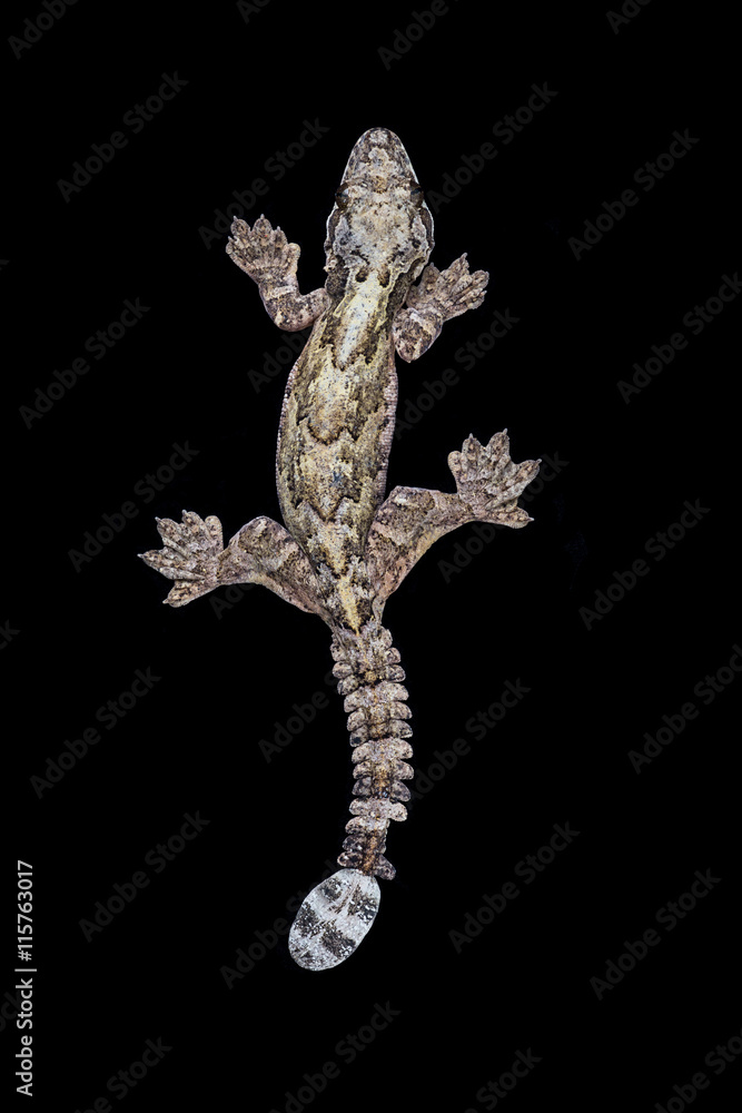 Obraz premium Burmese flying gecko(Ptychozoon lionotum),Hala - Bala rainforest