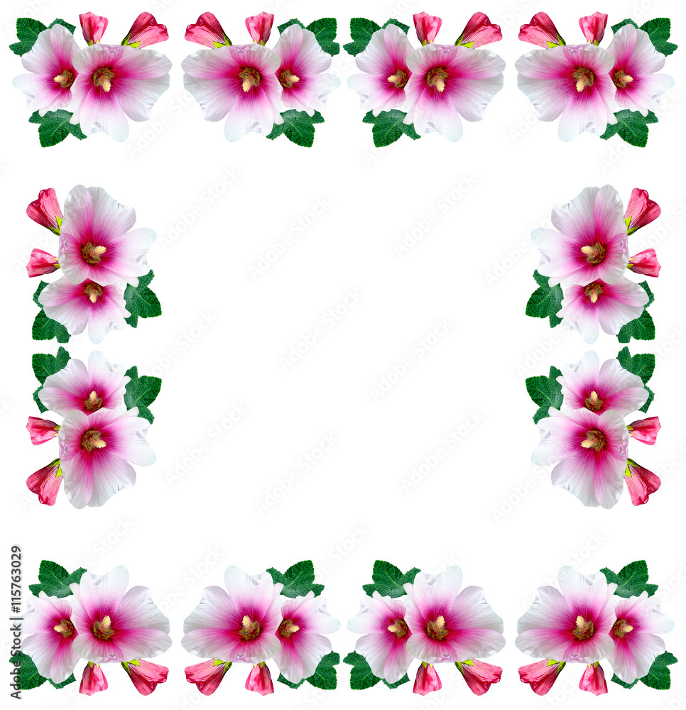 mallow flowers isolated on white background