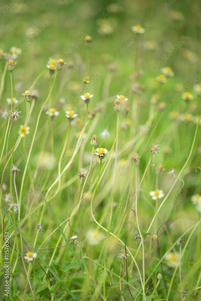 little white flower with yellow pollen ,little iron weed little white flower with yellow pollen ,little iron weed