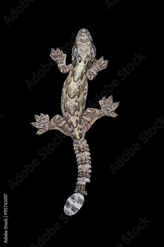 Burmese flying gecko(Ptychozoon lionotum),Hala - Bala rainforest photo