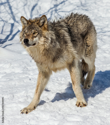 Gray Wolf in the Snow © Denis Pepin