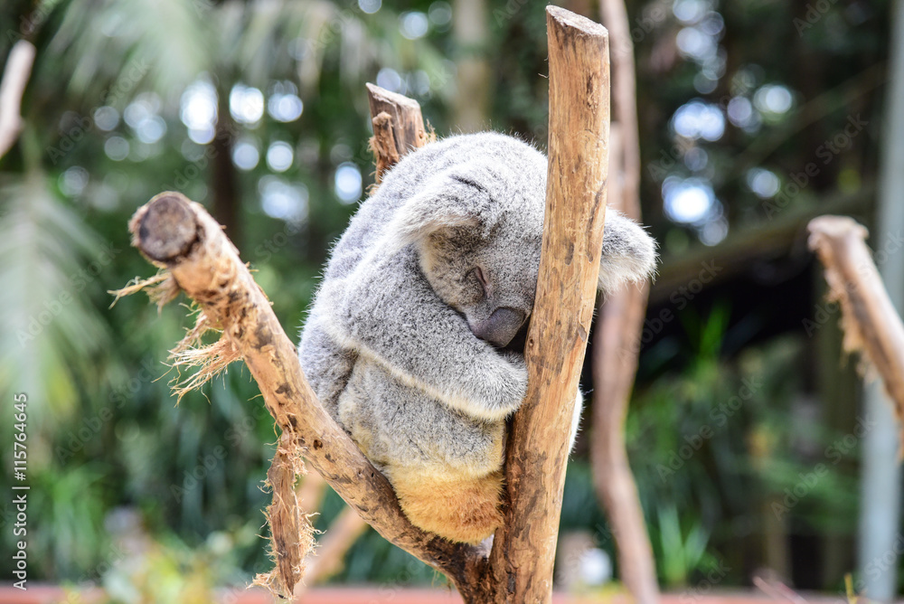 Fototapeta premium Sleeping Koala Bear on a Tree