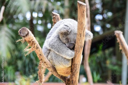 Fototapeta Naklejka Na Ścianę i Meble -  Sleeping Koala Bear on a Tree