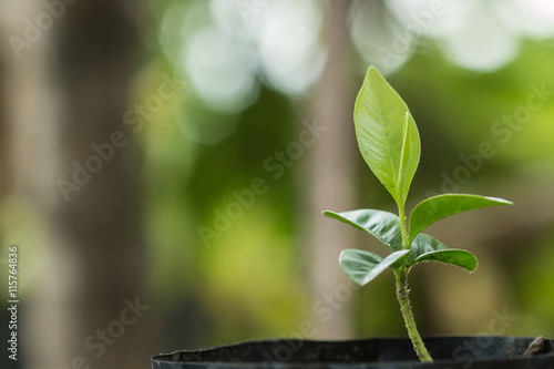 Sprout in the forest