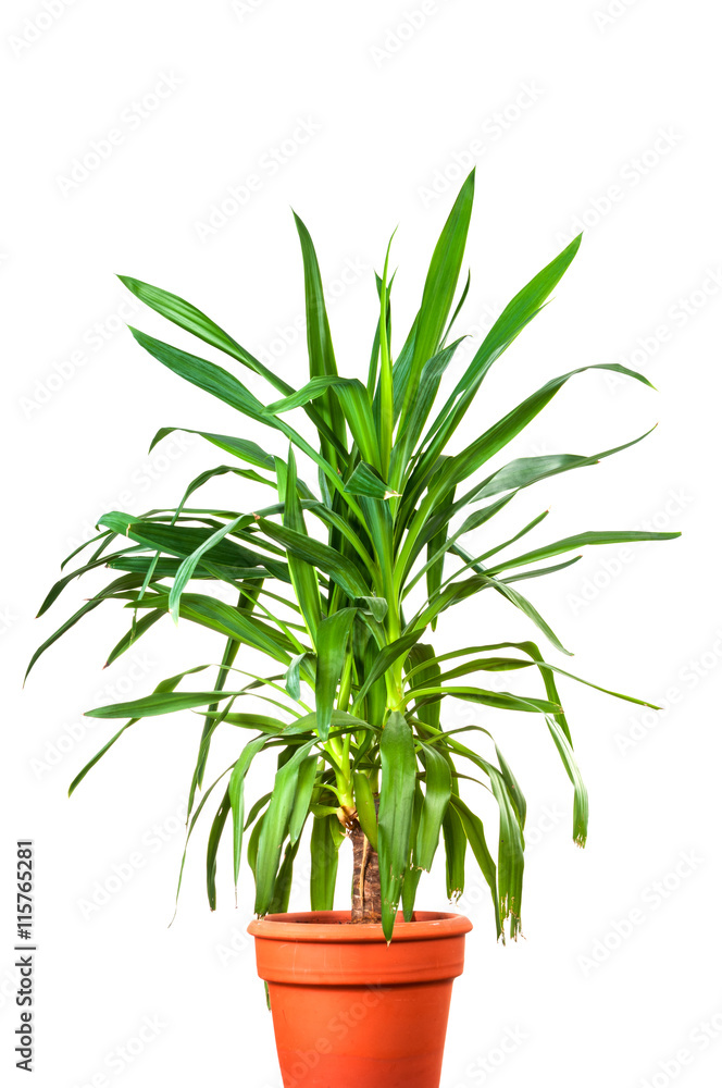 Yucca plant in the pot isolated on white background Yucca plant in the pot isolated on white background