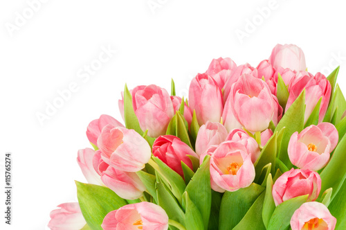 Tulips isolated on white background