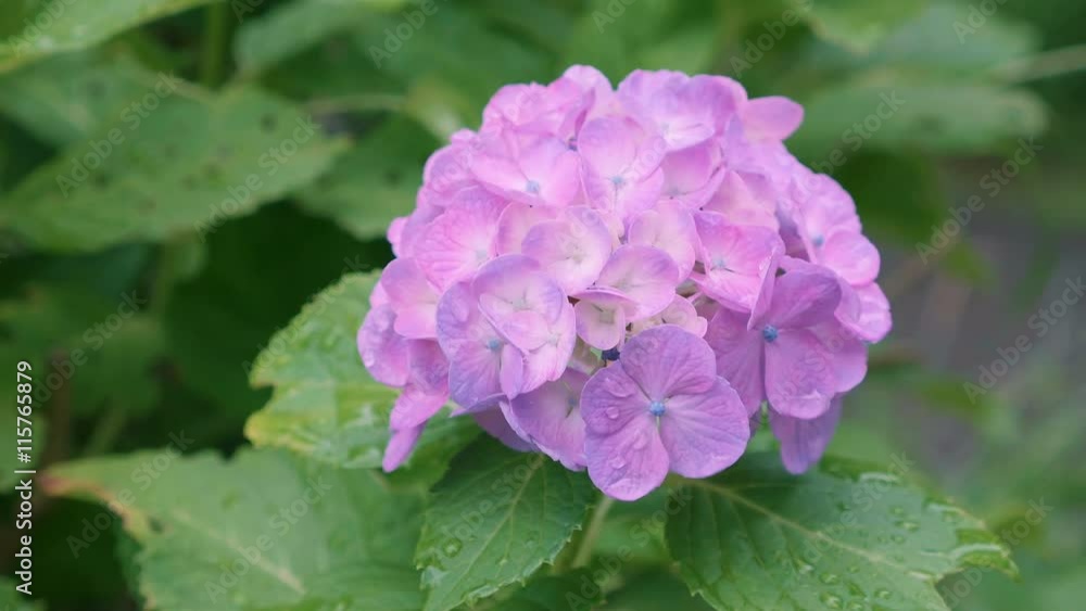 Hydrangea Flowers,in Kokubunji,Tokyo,Japan,Filmed in 4K Hydrangea Flowers,in Kokubunji,Tokyo,Japan,Filmed in 4K