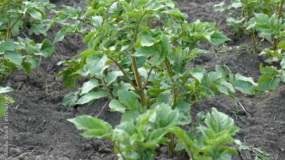 Potato field. Solanum tuberosum Potato field. Solanum tuberosum
