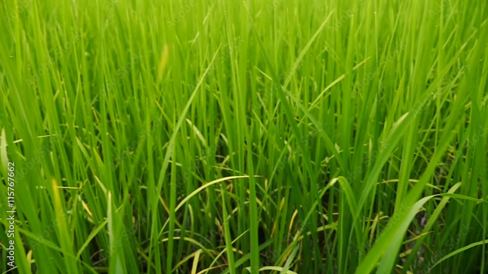 Agriculture,Farm,Rice,Green Background, Dolly of green rice farm Agriculture,Farm,Rice,Green Background, Dolly of green rice farm
