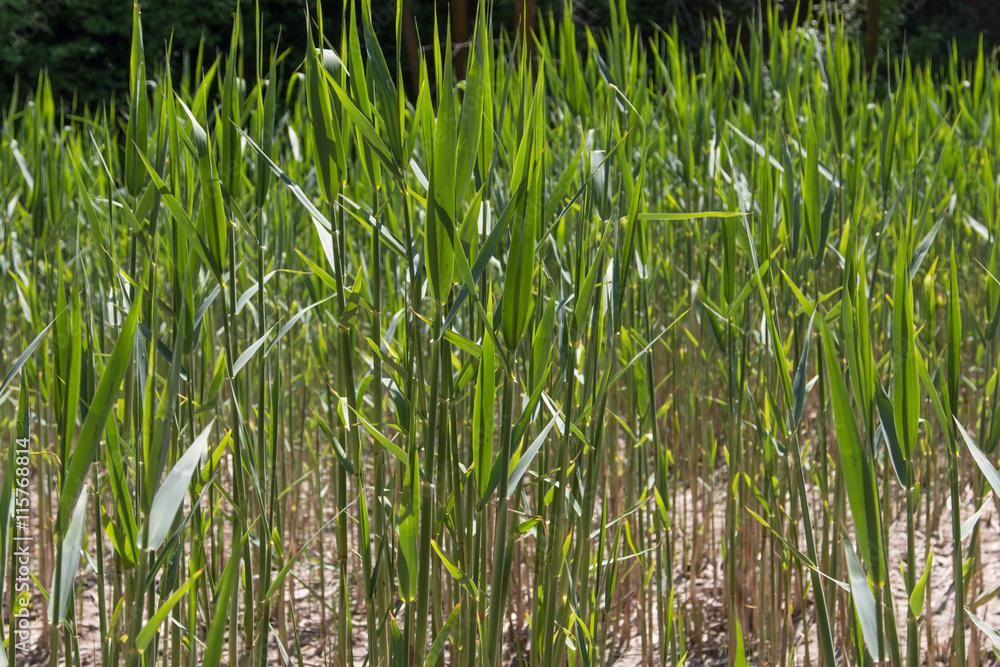 Obraz premium young reeds as background