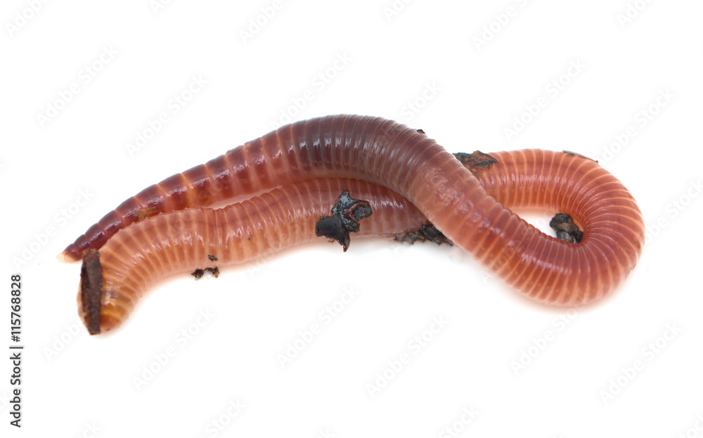 earthworms on a white background earthworms on a white background