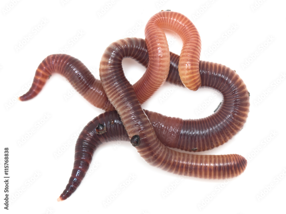 earthworms on a white background earthworms on a white background