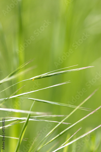 grass with spikelets as background
