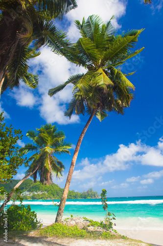 Palms over the beautiful lagoon on Praslin Island  Seychelles