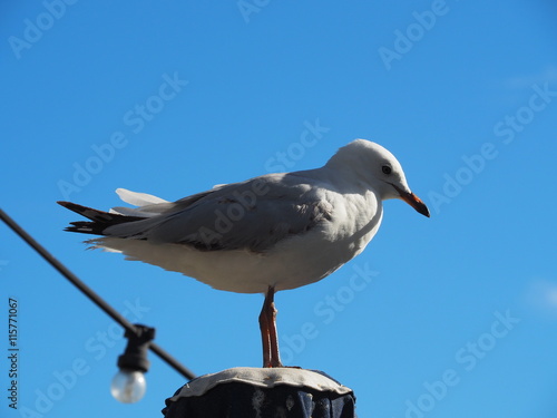 Waiting Gull