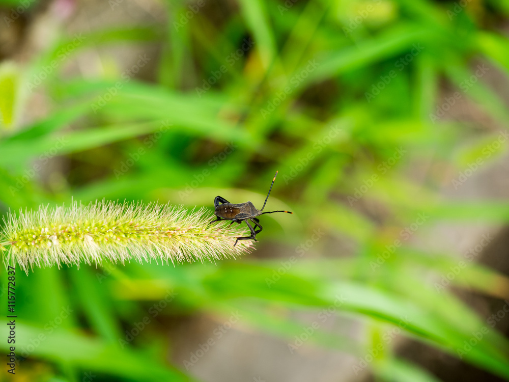 Fototapeta premium insect