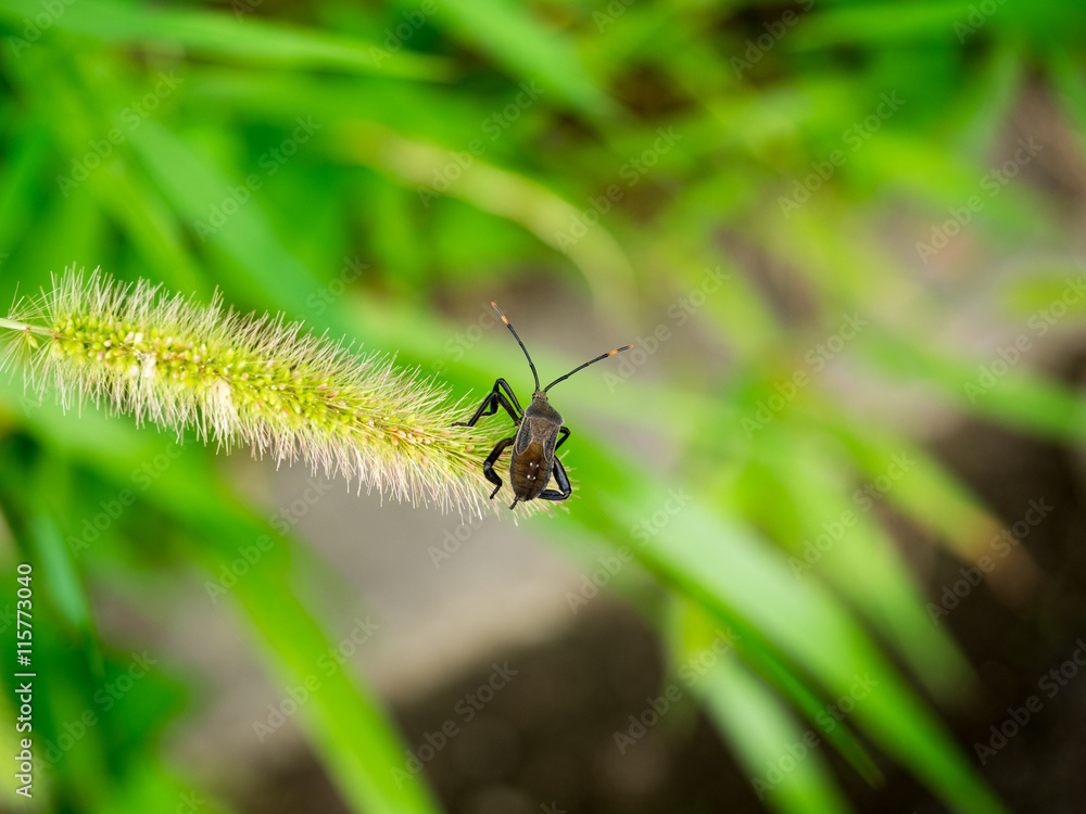 insect insect