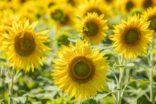 sunflowers on the field