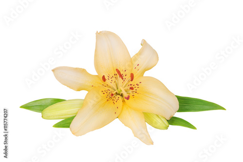 Yellow lily on a white background © epitavi