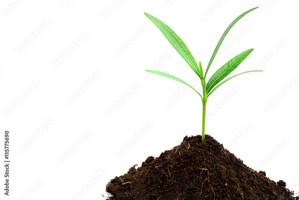 glowing green plant in soil on white background glowing green plant in soil on white background