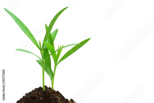 glowing green plant in soil on white background