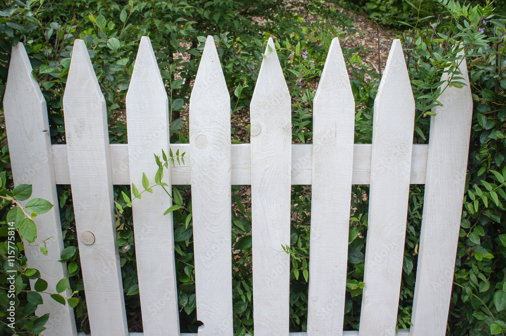 White fence in garden 