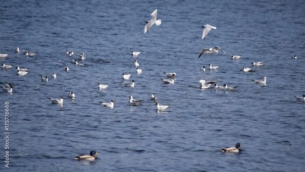 Many seagull birds flying over blue water and alighting on water with waves Many seagull birds flying over blue water and alighting on water with waves