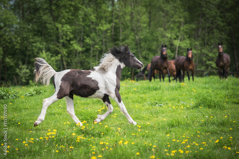 Young painted horse running in front of herd