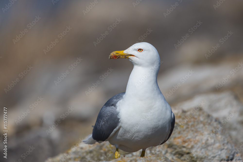 Portrait of yellow-legged gull (Larus michahellis) Portrait of yellow-legged gull (Larus michahellis)