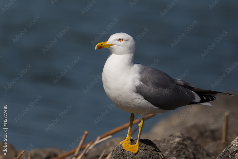 Portrait of yellow-legged gull (Larus michahellis) standing in t