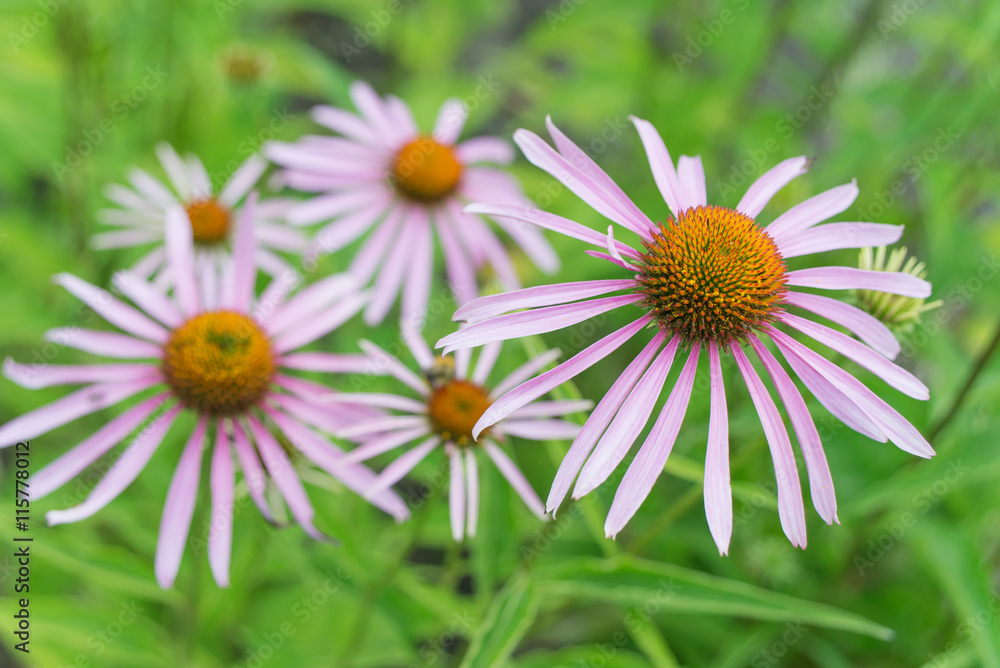 Obraz premium Echinacea Purpurea outdoors