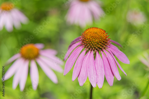 Echinacea purpurea outdoors