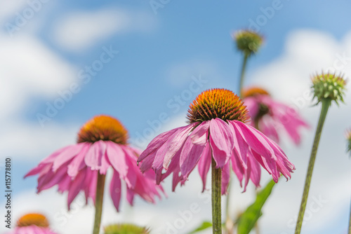 Echinacea purpurea against ...