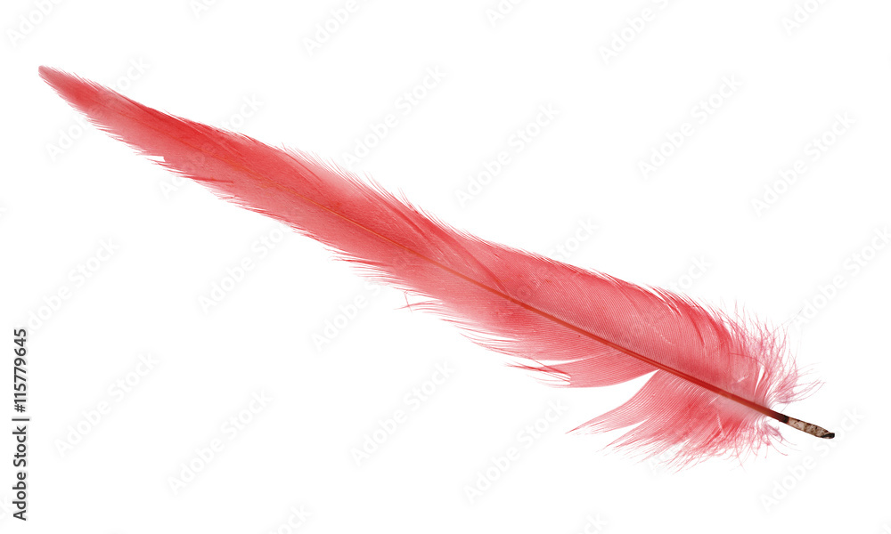 light red thin straight long isolated feather light red thin straight long isolated feather