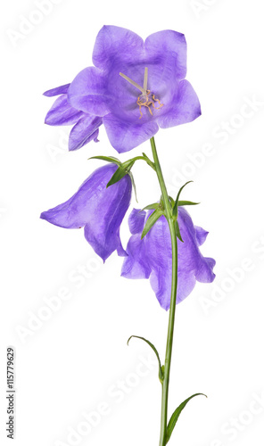four violet large bellflowers isolated on white