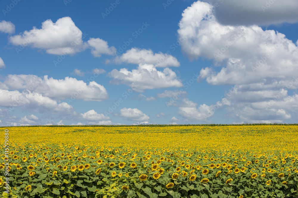 yellow field of sunflowers under sky clouds