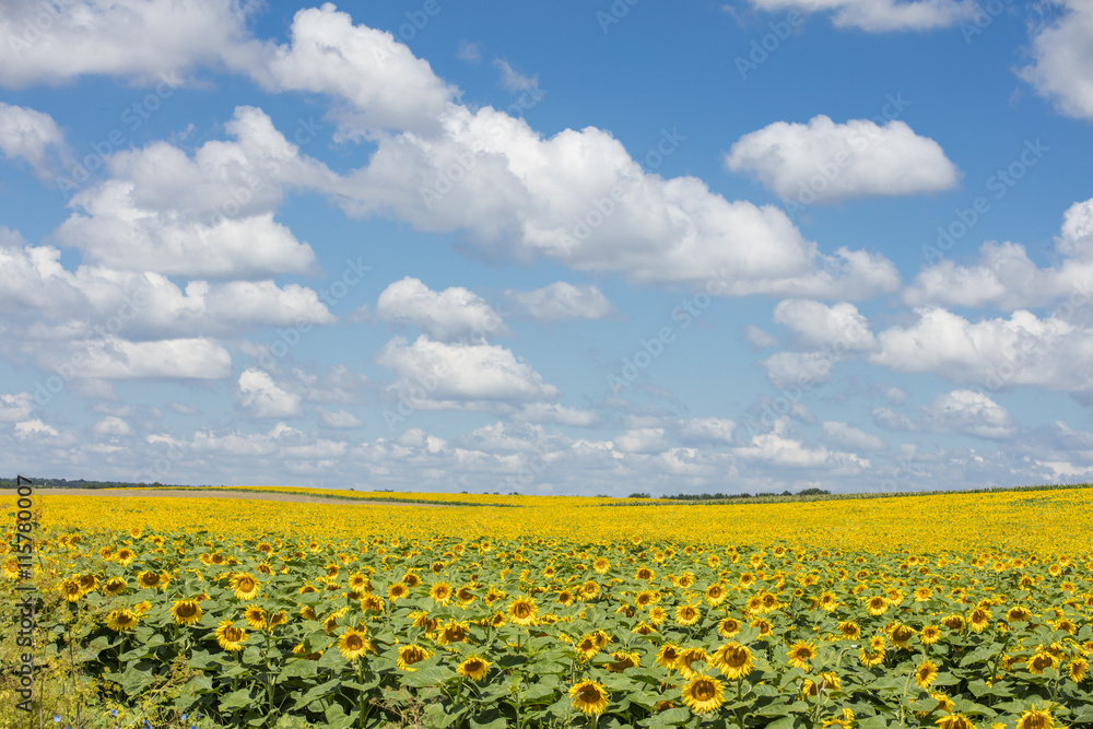 floating clouds above the sunflowers field