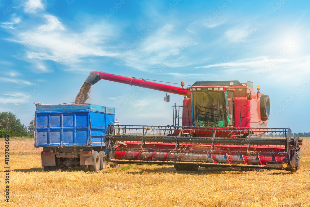 Obraz premium Combine harvester on a wheat field.