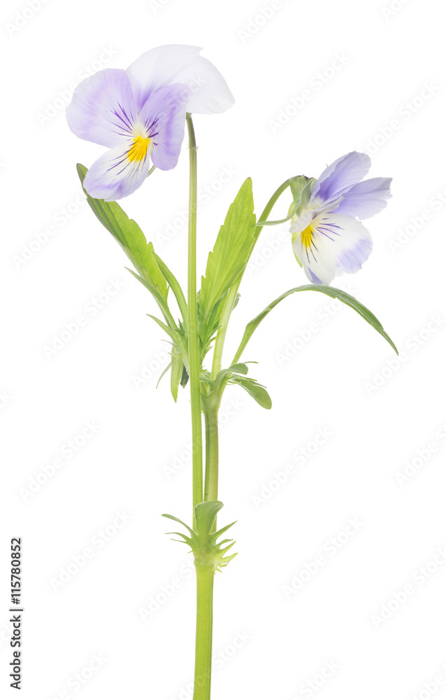 two pansy light violet blooms on stem two pansy light violet blooms on stem