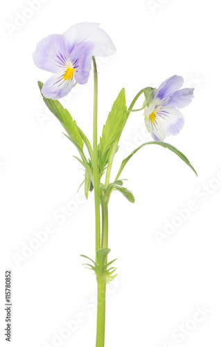 two pansy light violet blooms on stem